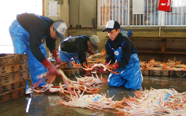 最高の漁場が育んだ津居山かに