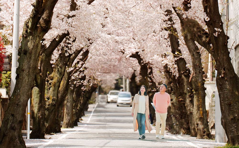 坂道を囲む満開のトンネル