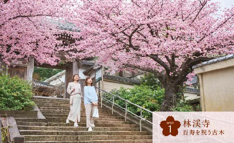 SPOT1 林渓寺 百寿を祝う古木