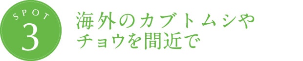海外のカブトムシやチョウを間近で