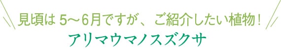 アリマウマノスズクサ