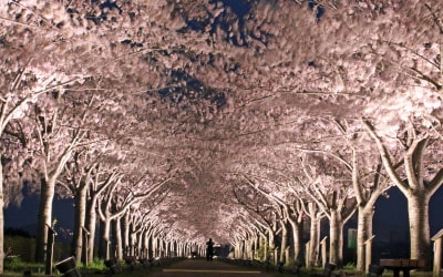 桜のライトアップ