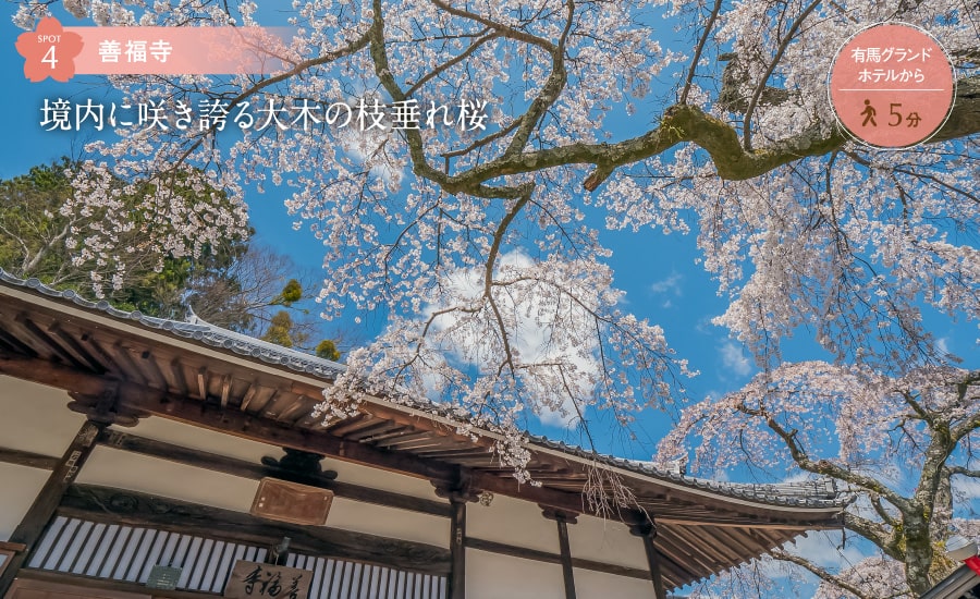 善福寺 境内に咲き誇る大木の枝垂れ桜