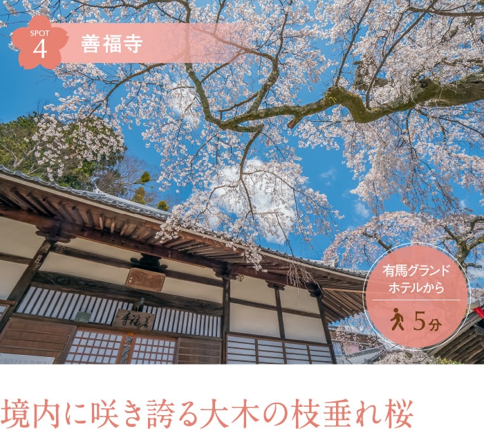 善福寺 境内に咲き誇る大木の枝垂れ桜