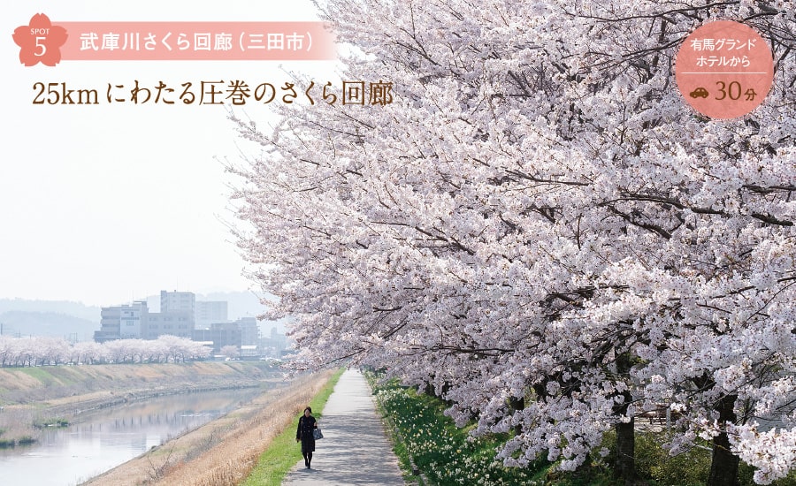 武庫川さくら回廊(三田市) 25kmにわたる圧巻のさくら回廊