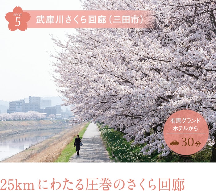 武庫川さくら回廊（三田市） 25kmにわたる圧巻のさくら回廊