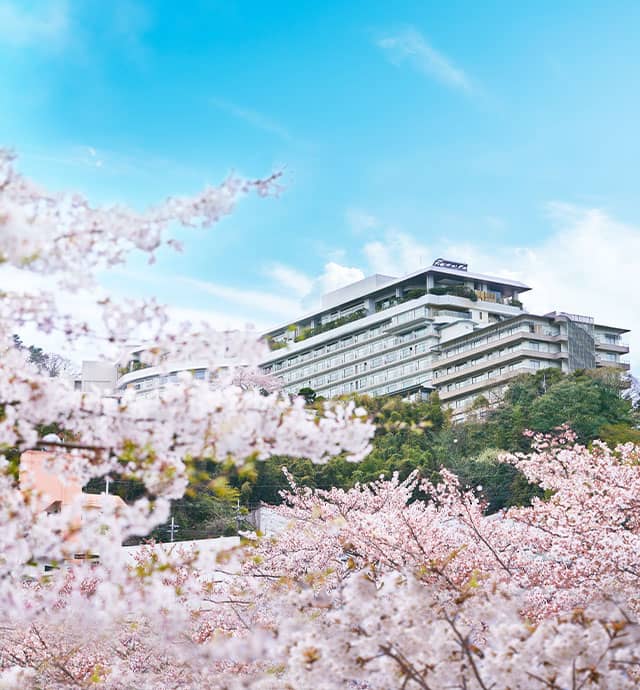 桜を愛でるドライブ旅