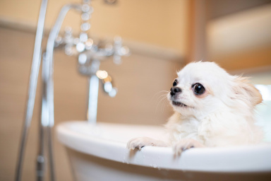 DOG UP VILLA