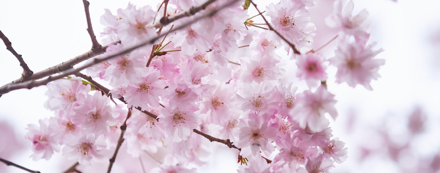 兵庫、桜絶景旅